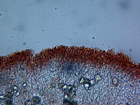 A Corticial da determinare (Chondrostereum purpureum)
